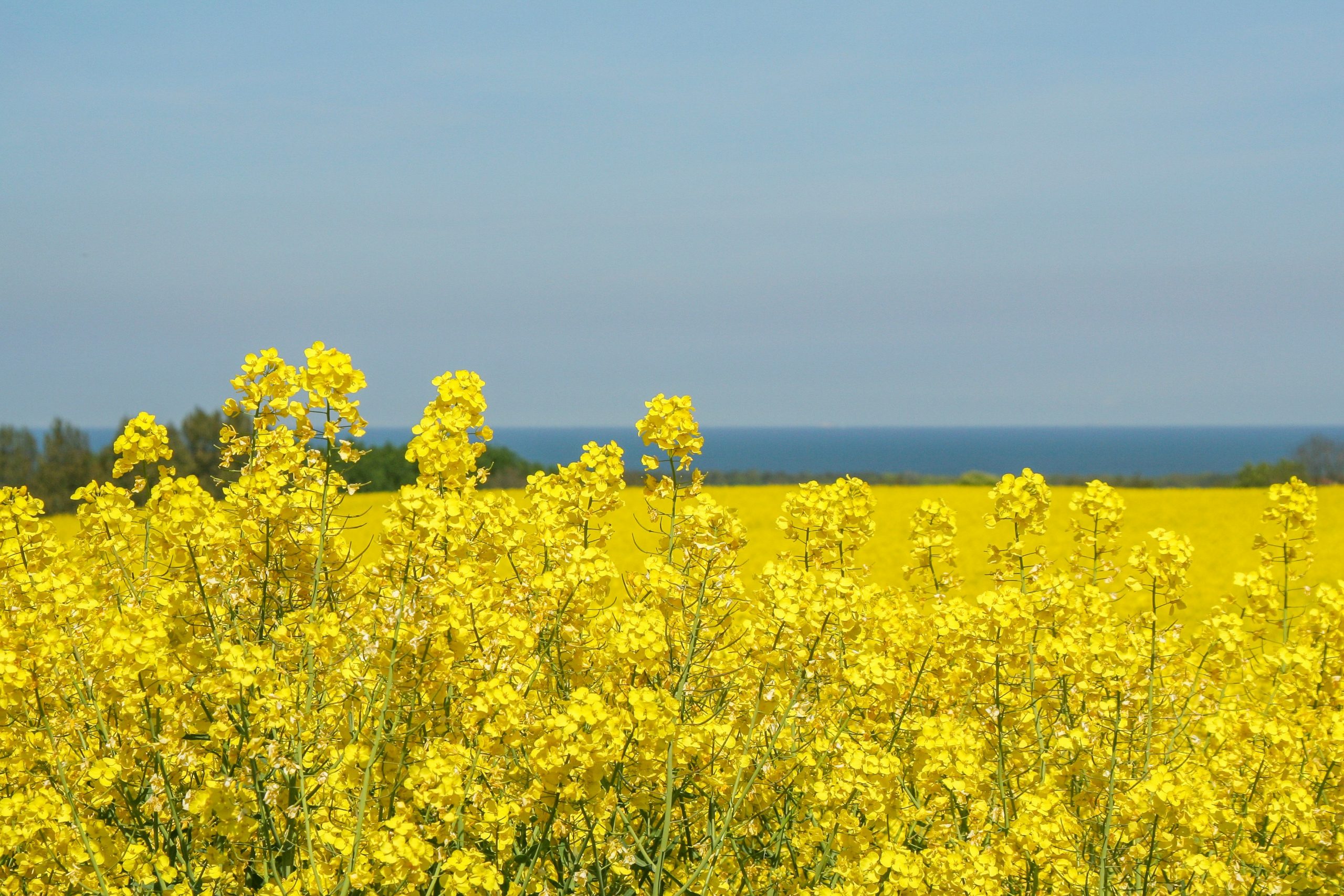 Tablet mit Wärmebild vor einem Haus
